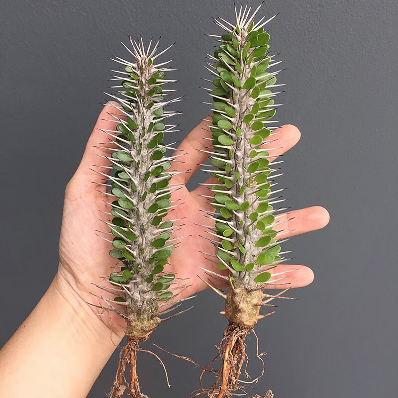 植物員外亞龍木地獄魔針龍樹科仙人掌仙人柱綠植多肉植物盆栽 亞龍木