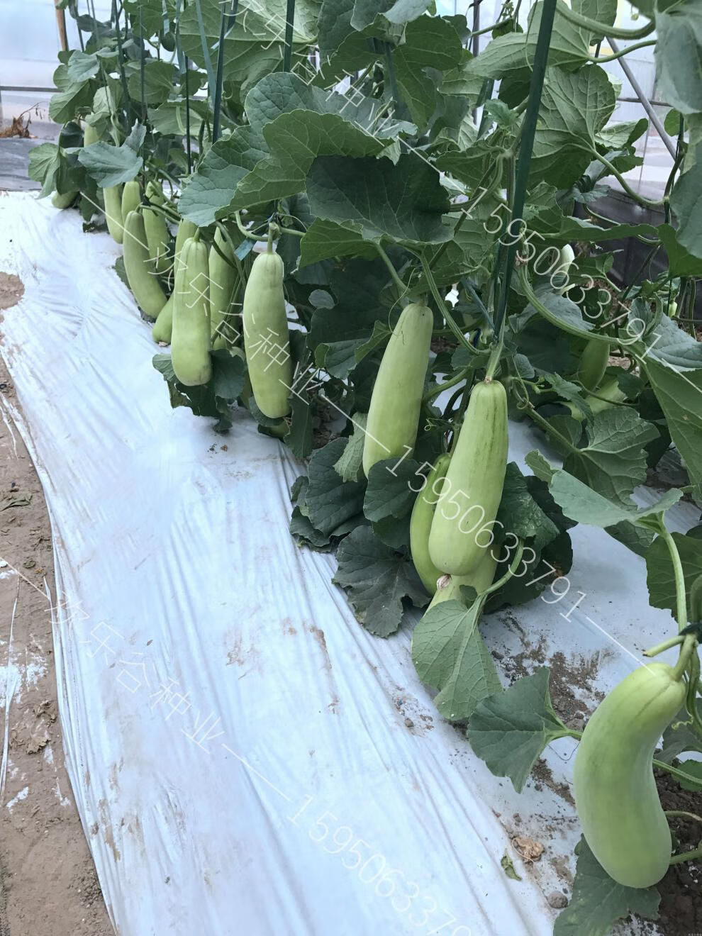 羊角蜜甜瓜种子四季番茄瓜种孑酥蔬菜水果苗春季高产脆香瓜种籽 羊角