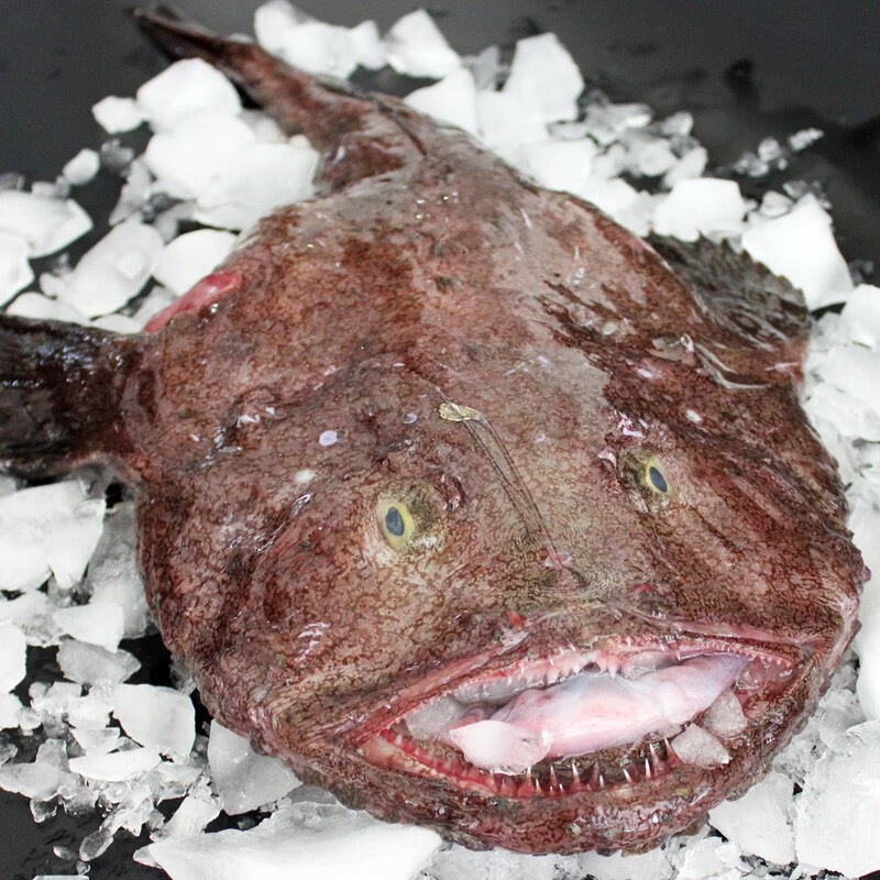 新鲜安康鱼 鲜活冷冻老头鱼 丑鱼鮟鱇鱼 深海鱼类生鲜 约5.