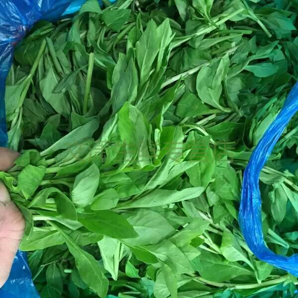 枸杞头新鲜蔬菜春季应季蔬菜枸杞芽枸杞叶坏单包赔 2斤【图片 价格