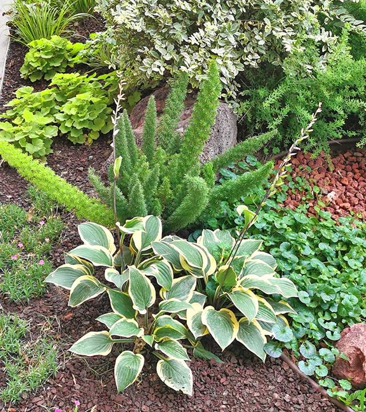 狐尾天门冬盆栽地栽窗台阳台庭院耐热观叶植物四季常青多年生好养易活