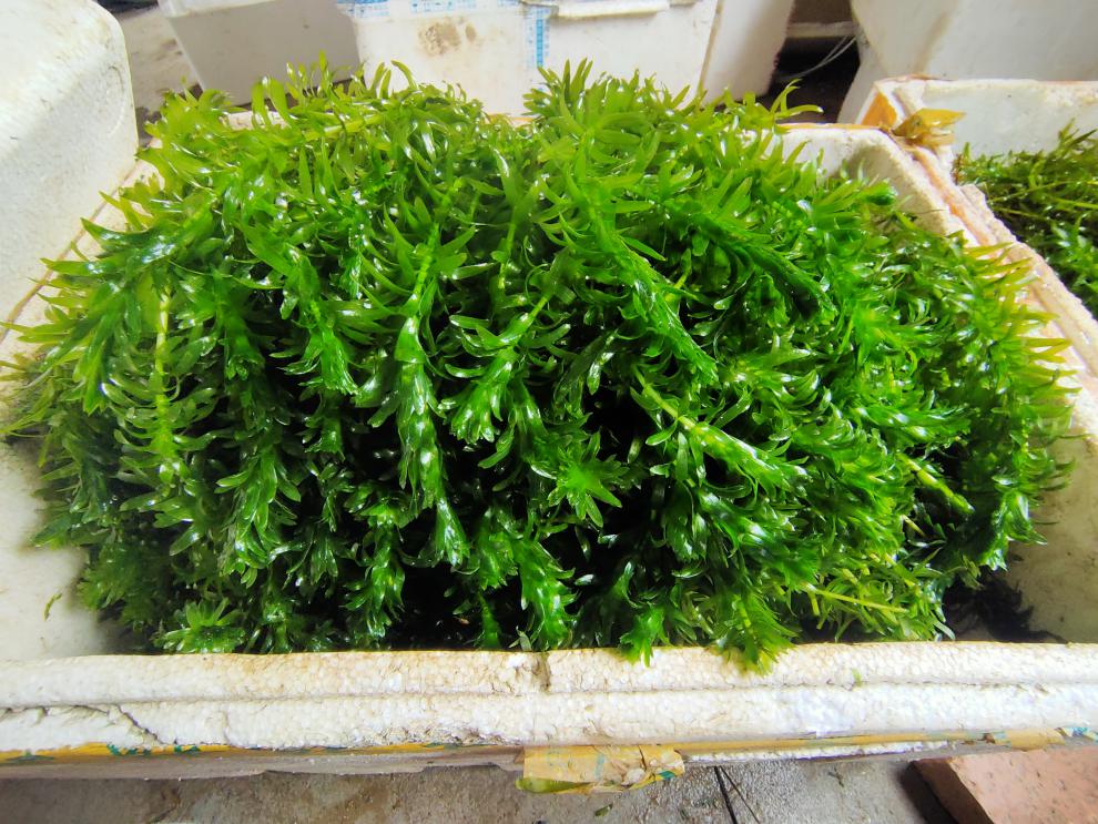 装饰造景不用泥土冷水懒人真水草植物 精选蜈蚣草2根 小环一个【图片