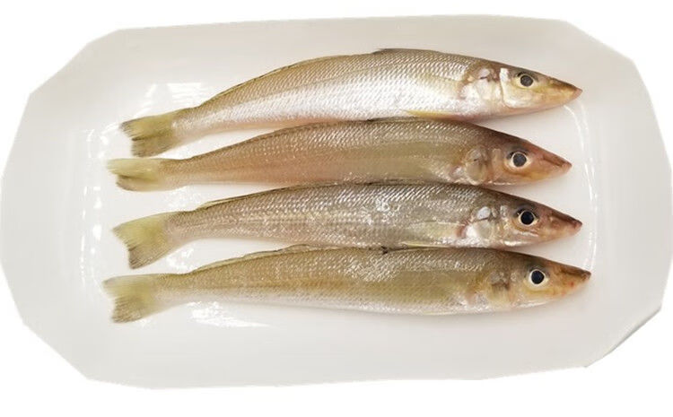 新鲜沙丁鱼10斤深海海鱼鲜活急冻水产沙尖鱼萨丁鱼肉嫩1斤1斤1525条斤