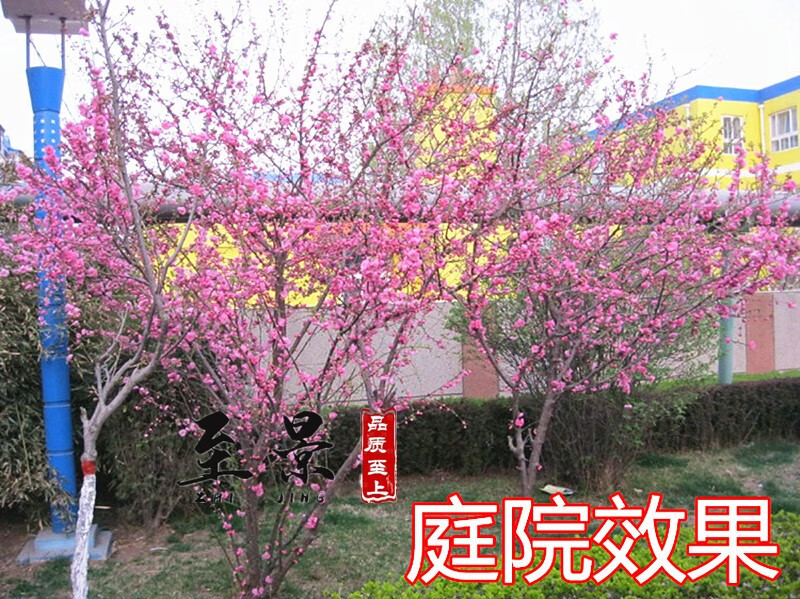 桃花苗觀賞桃花樹苗 紅花碧桃苗盆栽桃樹苗菊花桃 景觀樹風景樹苗開花