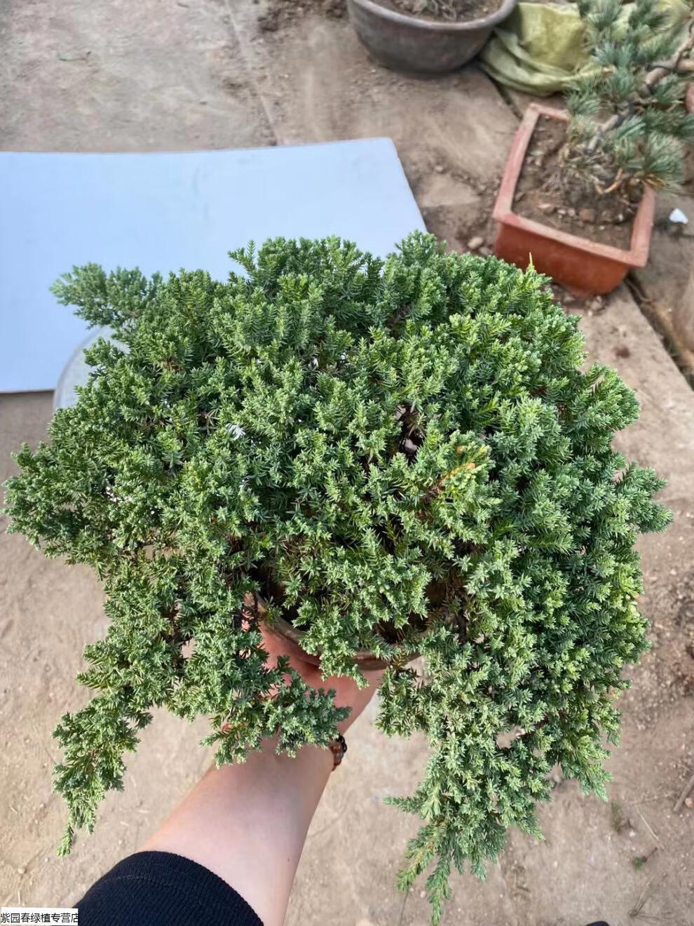 园艺新西兰珍珠柏 济州真柏 老桩掌上微型迷你小盆景 济州真柏(造型