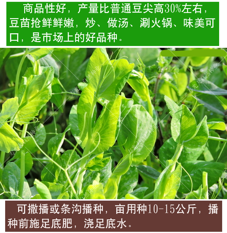 鮮嫩豌豆尖豌豆苗種籽多茬採收四季播青菜籽陽臺盆栽農家蔬菜種子甜脆