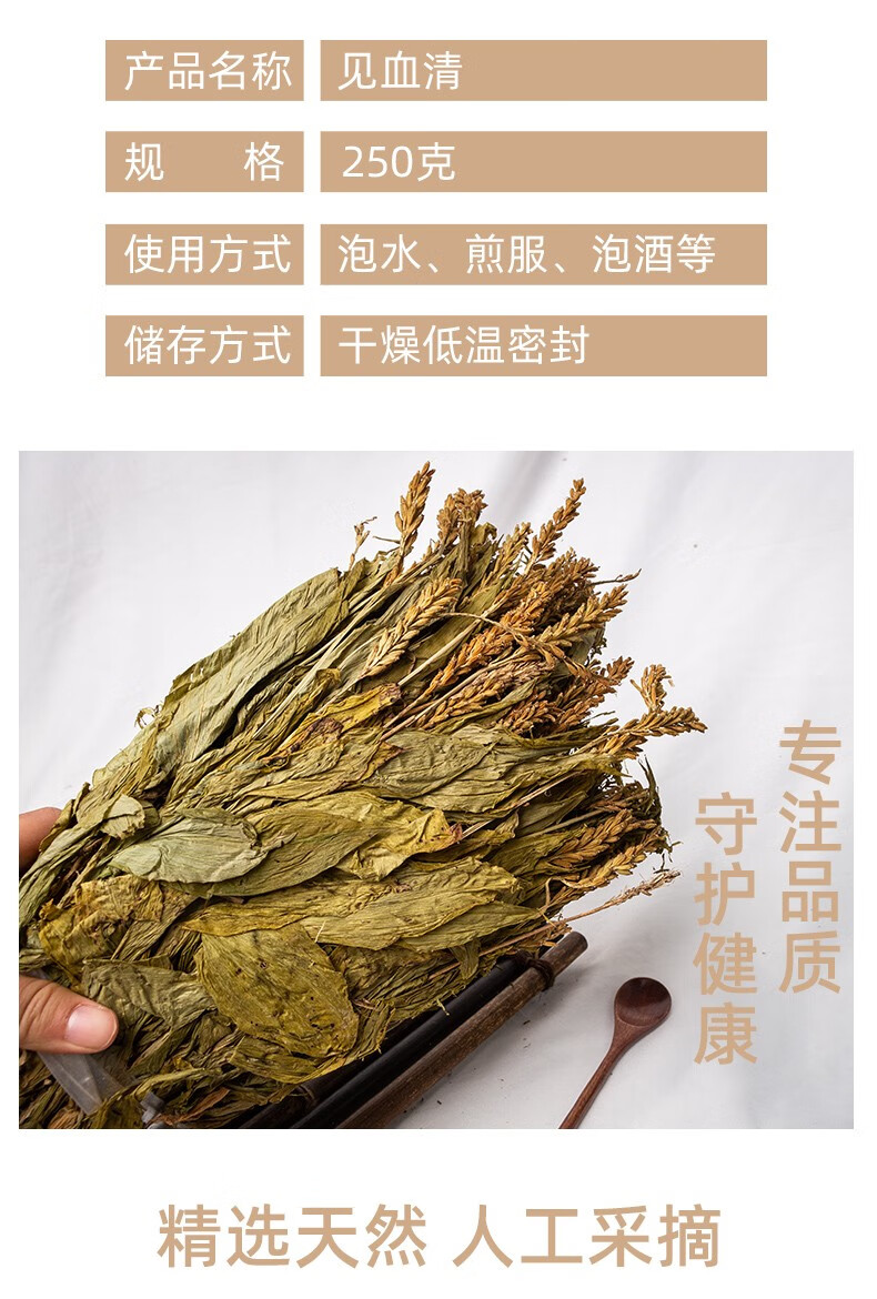 见血清草药功效图片