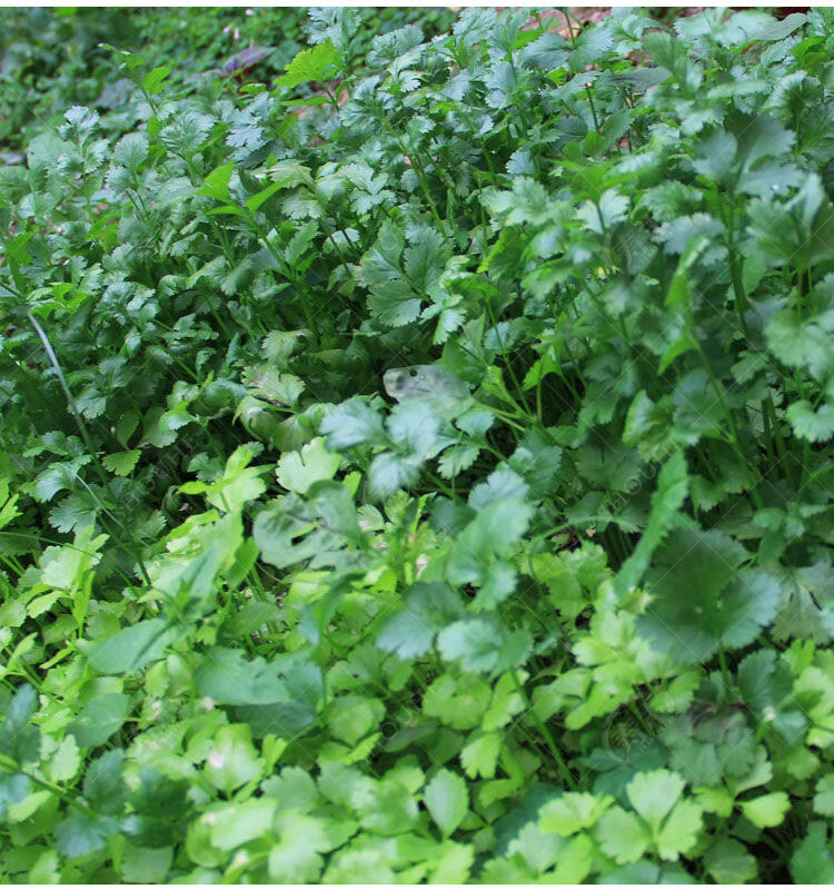 春天阳台种菜四季盆栽蔬菜种籽孑食用野蔬莱 农家小叶香菜【香味浓】