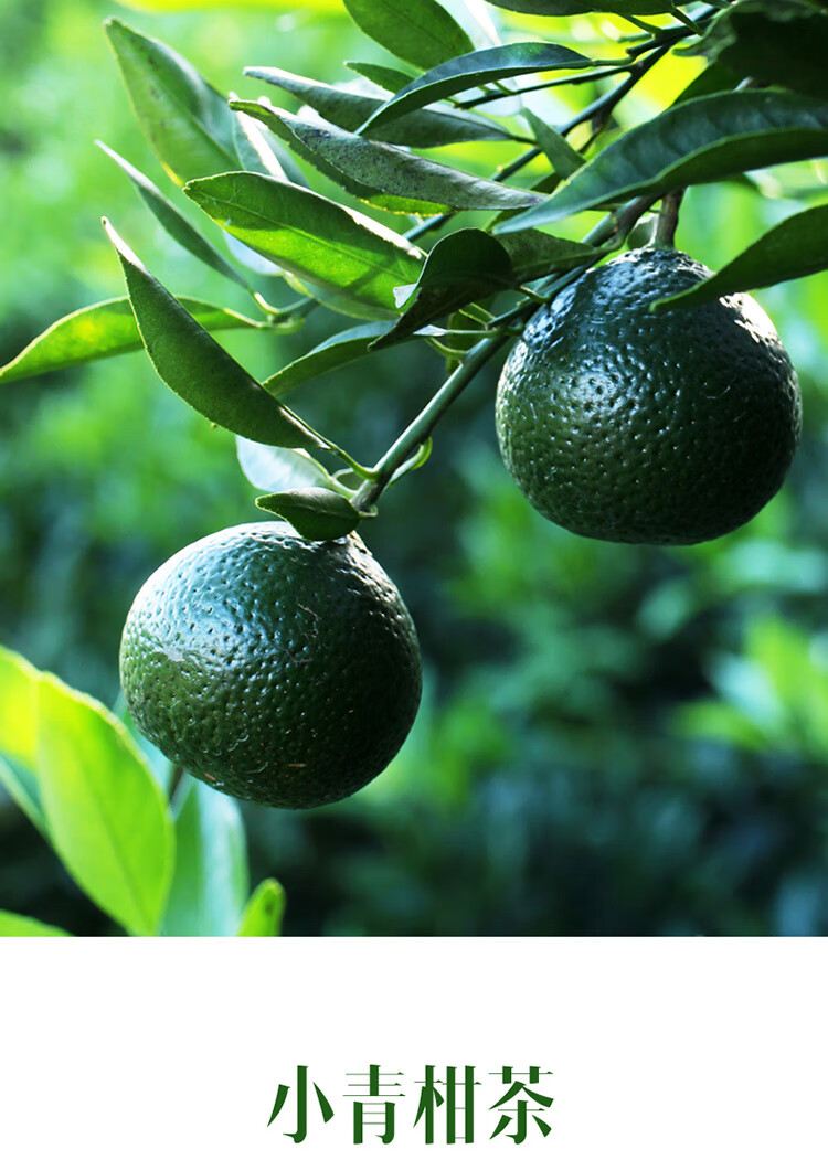 新会天马村新鲜小青柑 新会茶枝柑鲜果青果 新会陈皮柑普茶原料 圈枝