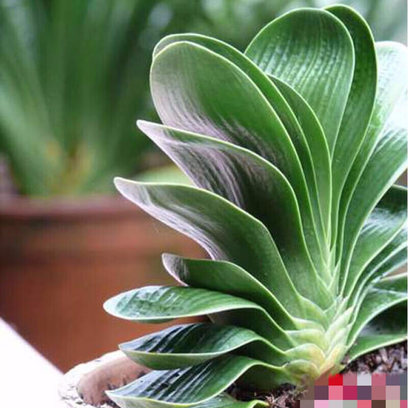 圆叶 君子兰花苗盆栽宽叶圆头和尚君子兰花 君子兰盆栽 君子兰8-10片