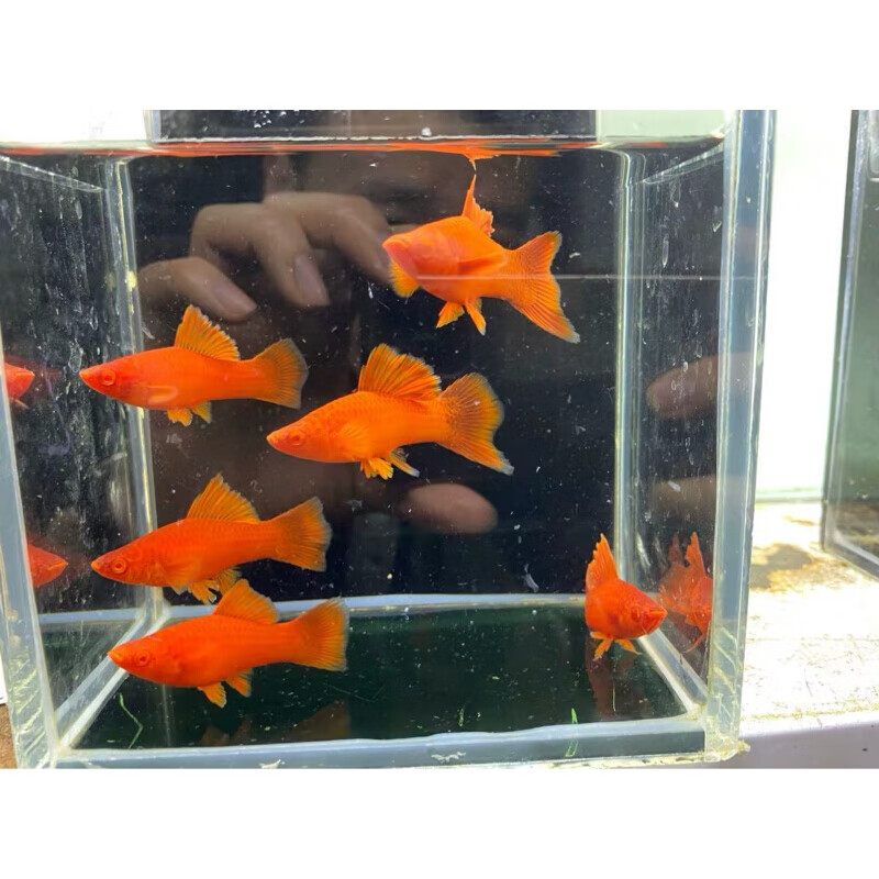 【店鋪推薦】高鰭紅箭魚觀賞魚高鰭紅劍魚魚苗淡水熱帶魚狼牙帆菊花