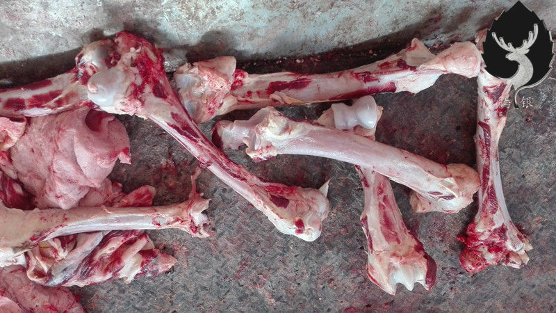 な京选60精品老品牌60官方直销优质礼物骆驼血料小腿骨雕刻原料