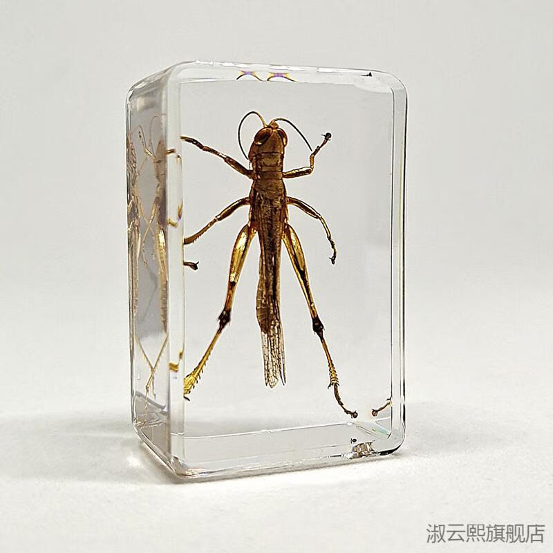 2022新款环氧树脂昆虫标本 真实昆虫标本幼儿园动物真虫树脂早教观察