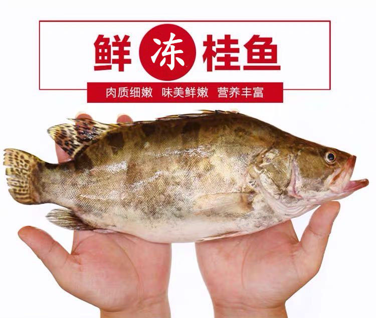 lism桂鱼0925斤以上条鲜鳜鱼新鲜冷冻桂鱼桂花鱼季花鱼海鲜水产桂鱼1