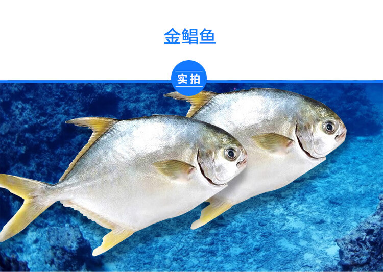 海鲜水产鲜活金鲳鱼新鲜冷冻天然平鱼海鲜鱼金昌鱼1500g 北草堂 3000g