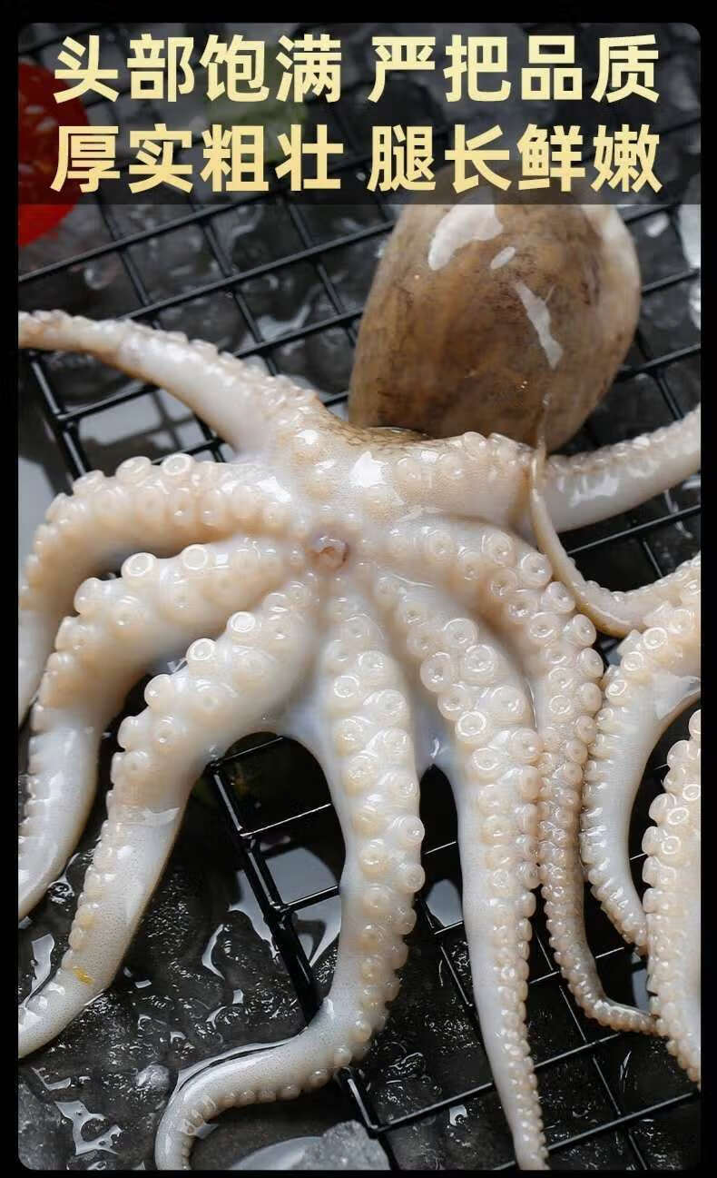 八爪鱼迷你短腿八爪鱼爆头鲜活水产八爪鱼海捕 一斤【尝鲜装】 去牙去