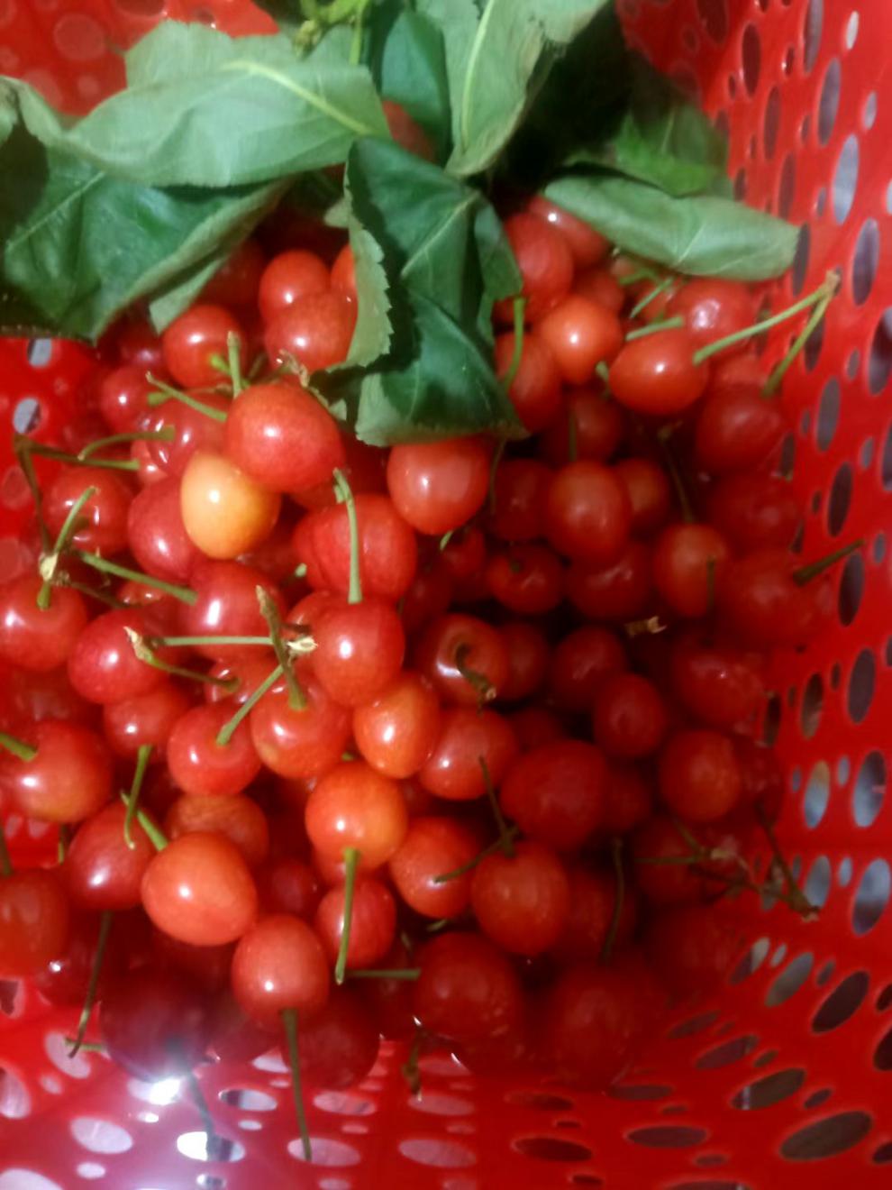 仓梵【】贵州小樱桃新鲜孕妇水果本地土樱桃车厘子四川恩桃【图片