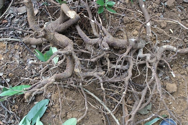 有仁堂新鲜现挖天然山大颜九节木大罗伞大刀火筒树暗公山纯根500g一斤