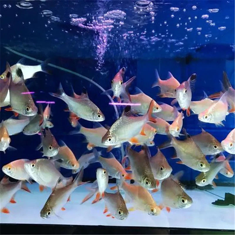 观赏鱼金凤鱼银凤鱼活体泰国鲫双线侧鱼活体金银元宝鱼红鳍鲫鱼金线