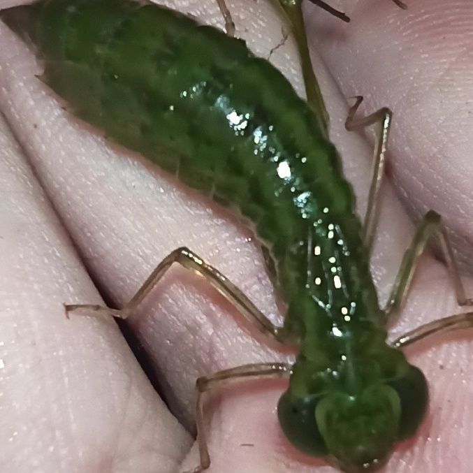 有仁堂活体碧伟蜻蜓幼虫运输包活大蜻蜓吃各种轮类小昆虫 10只【图片