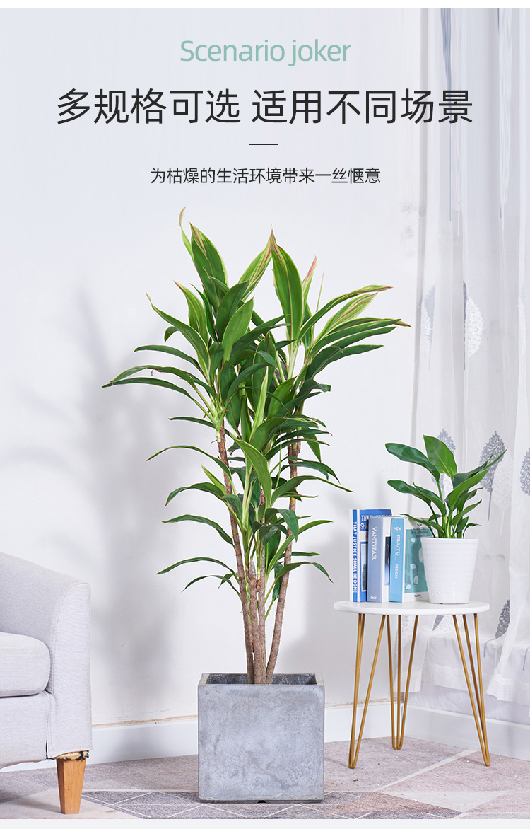 朱蕉盆栽大型室内客厅卧室净化空气清新观叶盆景花卉水培青叶铁植物