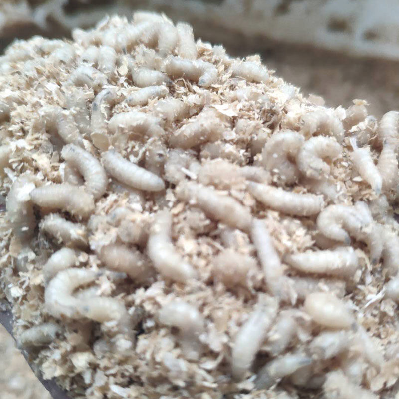 活体蛆虫白虫玉米虫鲜活蛆虫鲫鱼综合饵料白蛆野钓蛆牙子肉蛆1斤7000