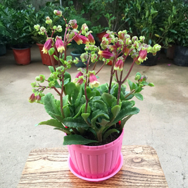 倒挂金钟盆栽宫灯长寿花苗盆栽倒挂钟倒挂金钟苗绿植龙吐珠含盆