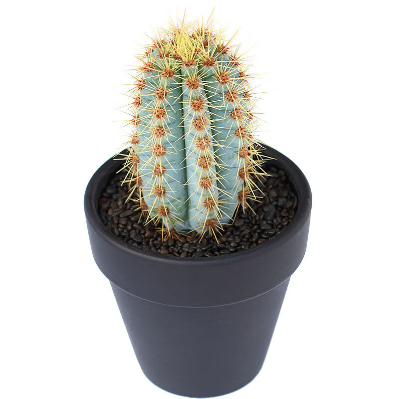 开花球网红仙人掌类多肉植物蓝色柱金青阁组合室内绿植花卉小盆栽蓝衣