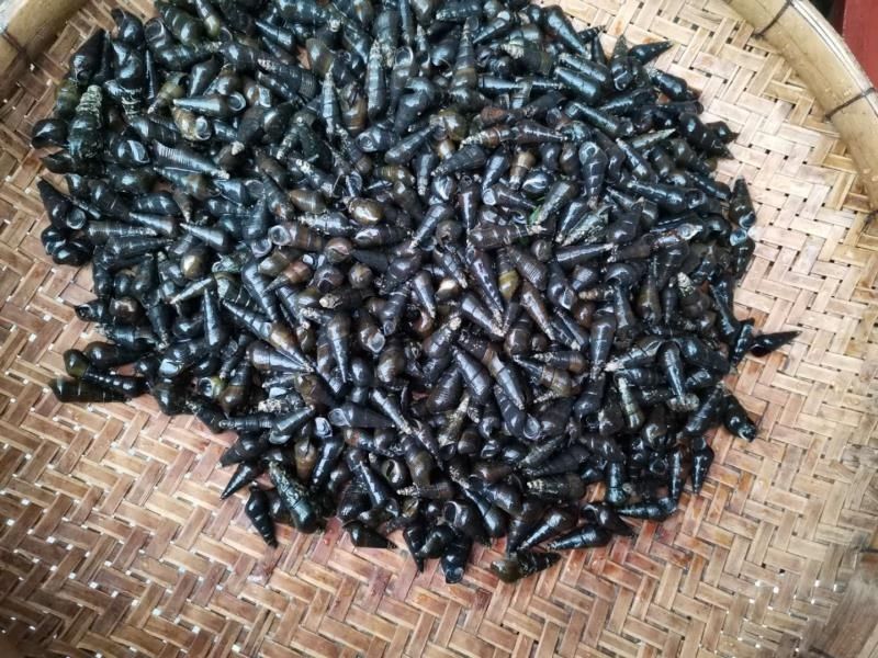 山坑螺野河坑螺黑钉螺黑螺长螺丝山螺特产 3斤去尾巴新鲜速冻【图片