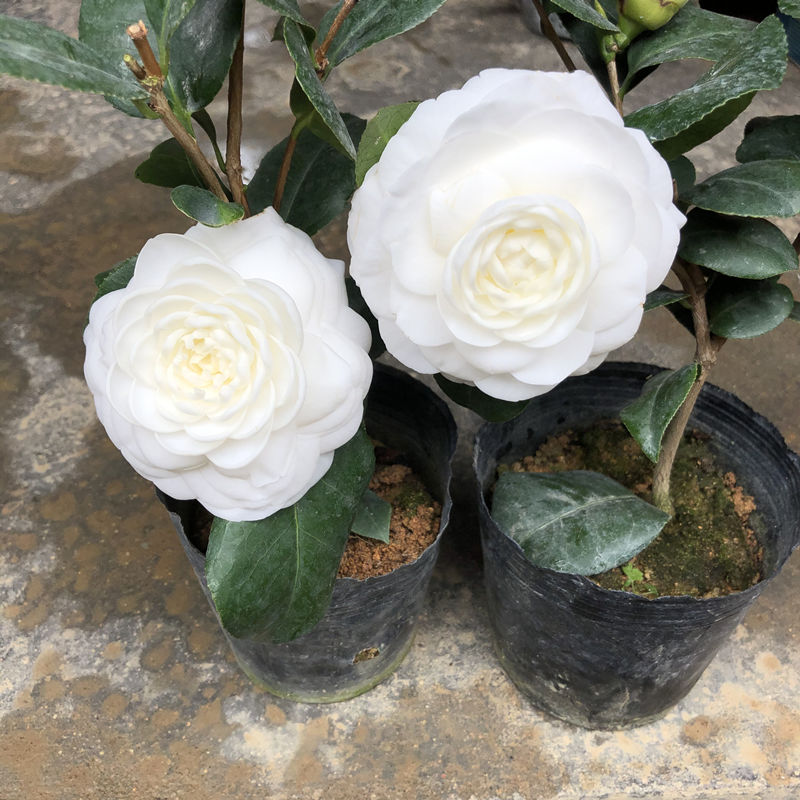 物鲜仙子 东方亮白山茶花树苗四季绿植盆栽阳台名贵花卉纯白色花水晶