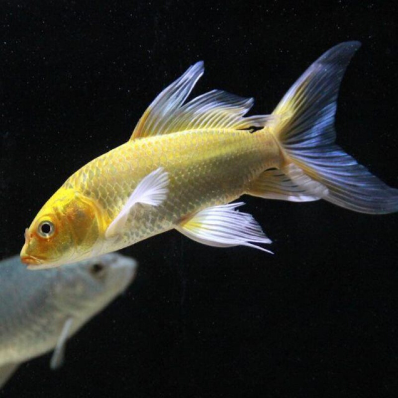 【京东推荐】日本纯种龙凤锦鲤黄金龙凤锦鲤鱼风水鱼鱼金鱼冷水鱼活体