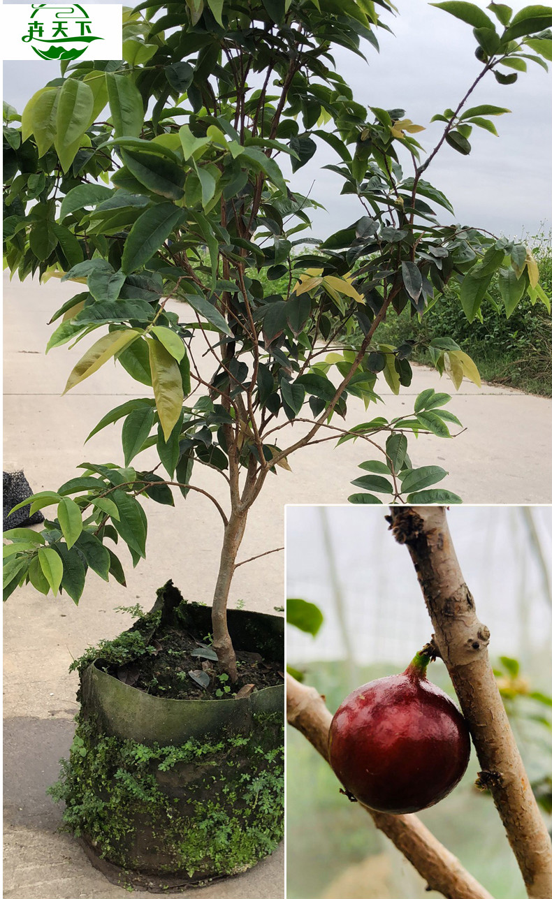 卉天下 嘉宝果树苗 树葡萄树苗 树葡萄嘉宝果树苗当年结果四季早生