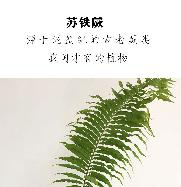 蕨类植物盆栽大型扇叶苏铁蕨禅意水培室内耐阴好养观音莲坐真绿植大型