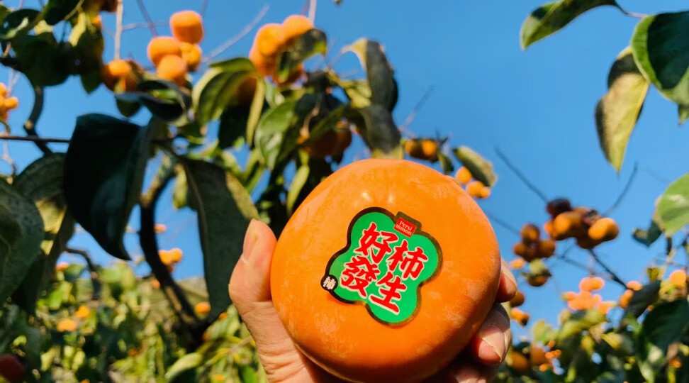 源外园 【顺丰速运】富有脆柿脆甜不涩口柿子甜柿新鲜大果礼盒送礼6个