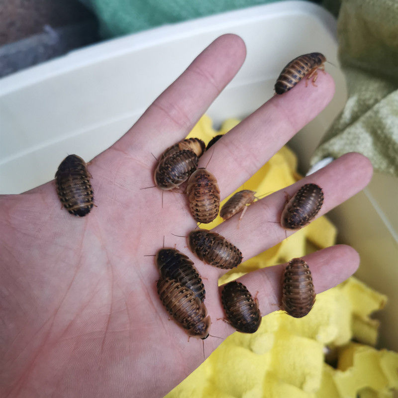 【京东推荐】杜比亚蟑螂活体幼体繁殖组蜥蜴龙鱼守宫变色龙活饵饲料超