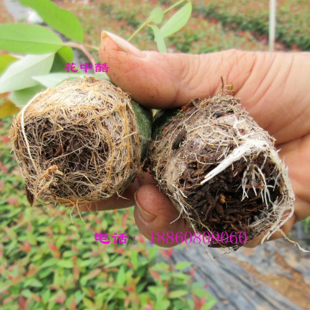 桉树苗 速生桉 生长快的树 广29树苗 快速生经济林苗带土满树苗 hd