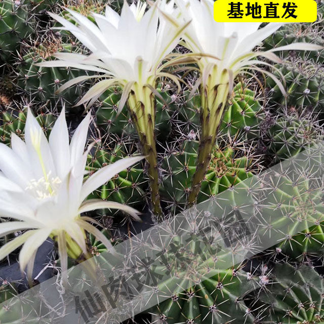 食用仙人球3个2年球可食用仙人球草球消肿去胞炖肉卉双长刺10年球450