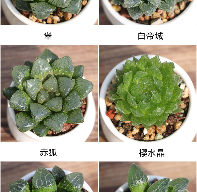 玉露多肉植物稀有品种花卉绿植蝉翼肉肉老桩组合套餐带盆栽好 水晶