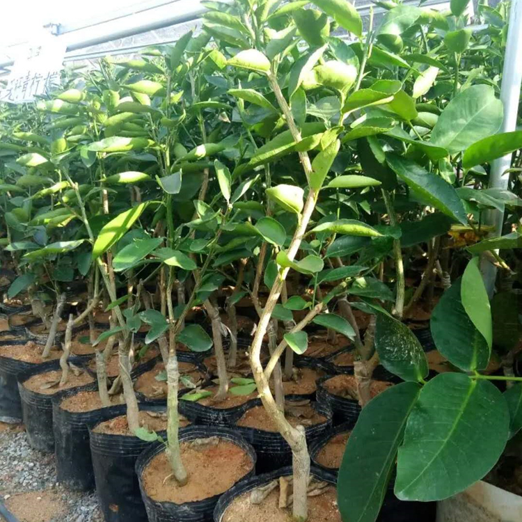 黄金无籽青四季广东香水柠檬树苗嫁接南方种当年结果树手指果苗木 1年