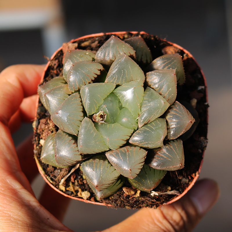 50种玉露 寿 万象合集潘氏冰灯水晶康平姬玉露日月潭多肉植物盆栽 黑