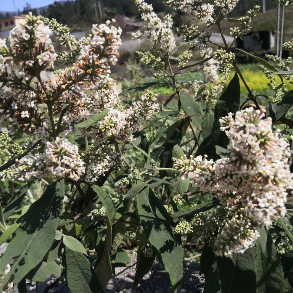 2021年新货贵州染饭花天然糯米染色密蒙花茶特产贵州黄饭花 染饭花250