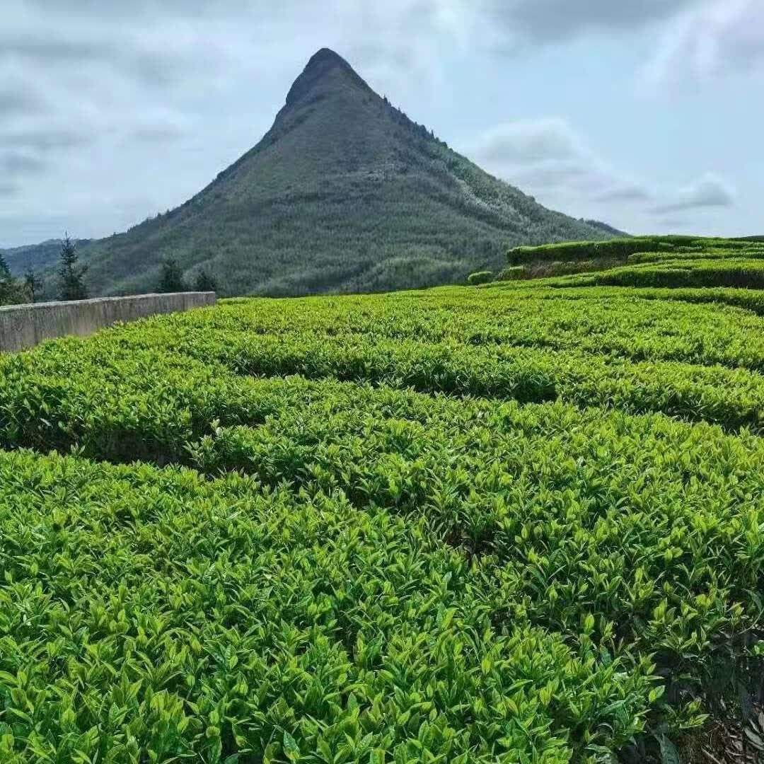 广东梅州客家特产茶叶八乡山纯手工火炒绿茶高山云雾日照充足春茶