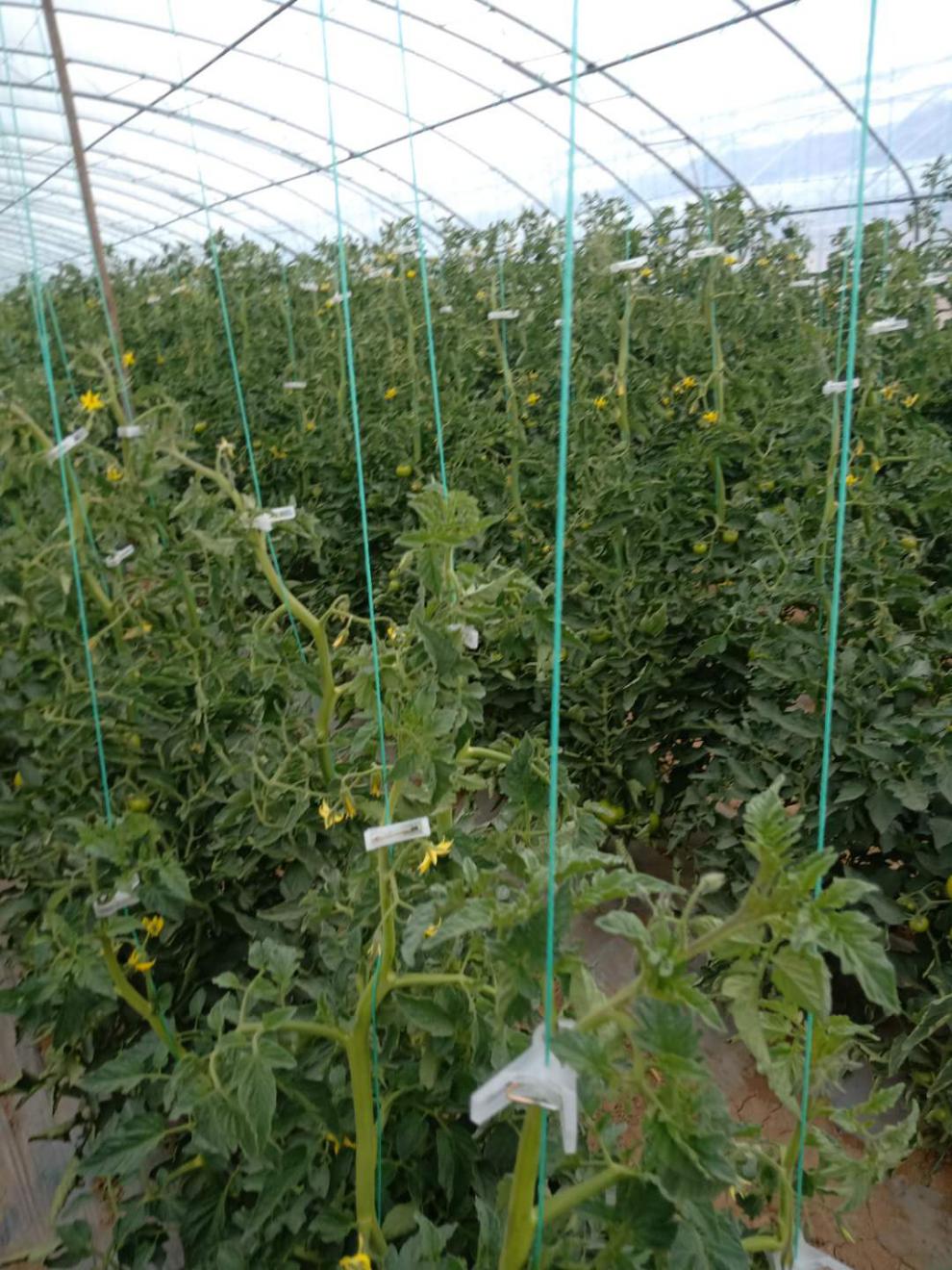 吊秧绳吊蔓绳大棚蔬菜黄瓜西红柿甜瓜塑料捆扎绳农用爬藤网拉绳24股一