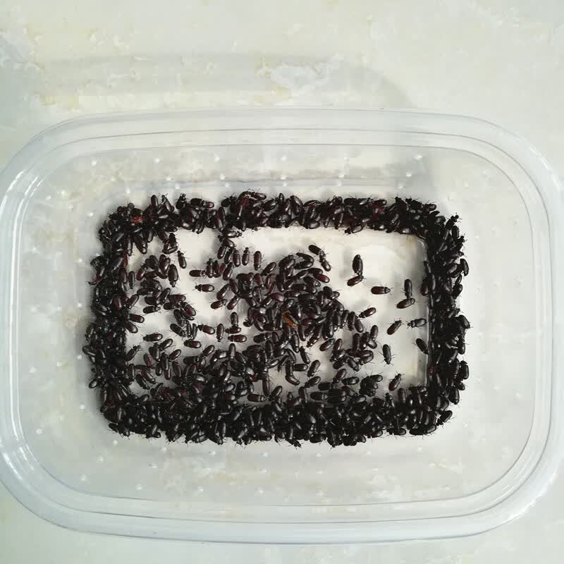 店铺推荐正宗九龙虫洋虫活体幼虫宠物虫长命虫促销20克药食材养殖活20