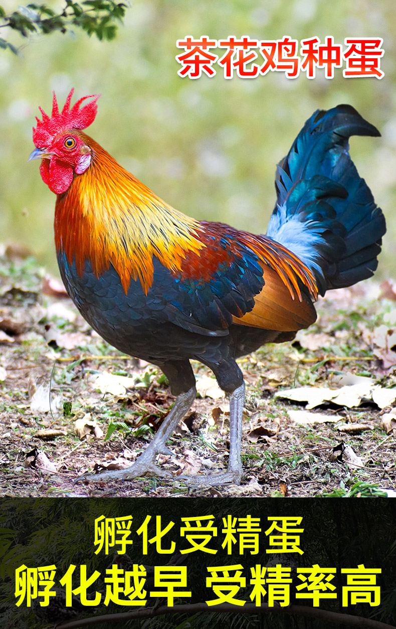 云南茶花鸡苗种蛋受精蛋可孵化小鸡活苗观赏鸡长尾鸡20枚 10枚【图片