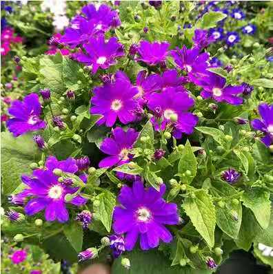 瓜葉菊盆栽花苗年宵花卉室內外陽臺庭院綠植花卉園藝耐寒 玫紅白心 帶