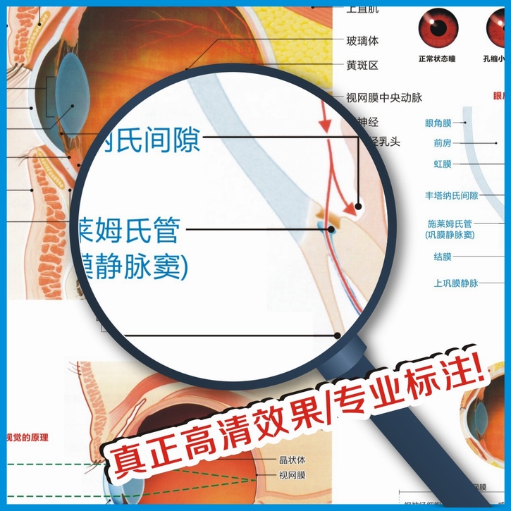 定製眼球解剖圖結構圖眼球的構造眼睛穴位按摩眼保健操眼科海報掛圖