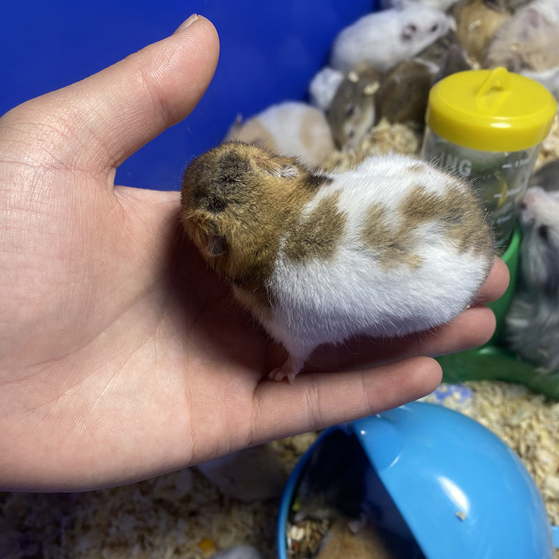 京选推荐小仓鼠活体紫仓布丁银狐金丝熊宠物宝宝情侣打过疫苗幼崽老