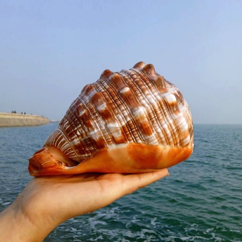 海螺居家摆件大海螺可听大海的声音黄金螺贝壳能吹响海螺号居家装饰