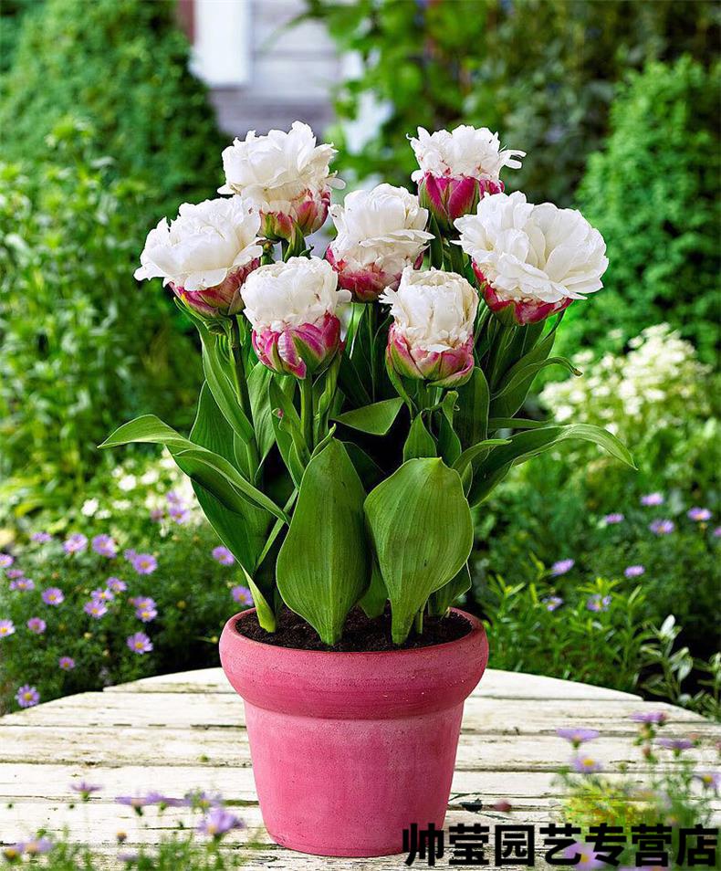 春枝韵进口重瓣冰淇淋郁金香种球5度球耐寒室外庭院球根花卉盆栽植物